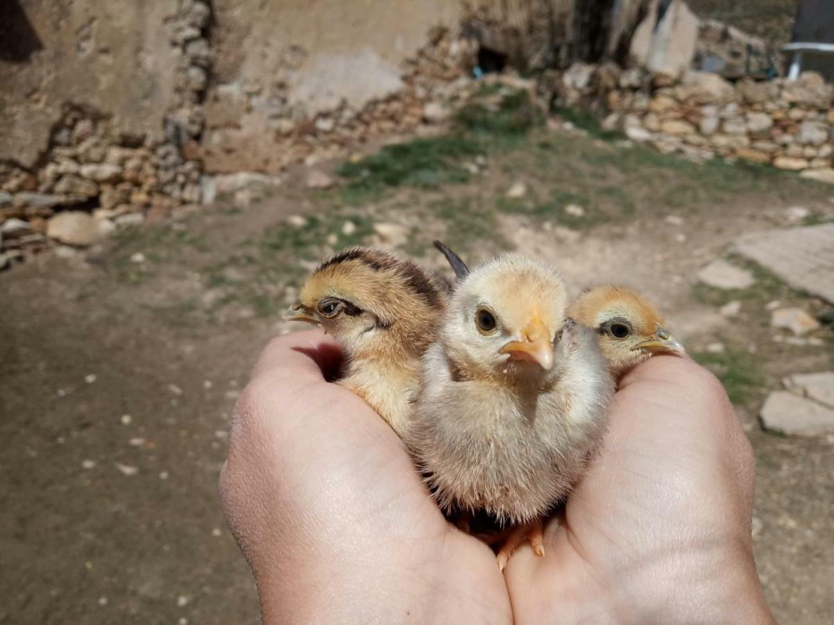 Casa Rural Chulilla Villarroya de los Pinares Dış mekan fotoğraf