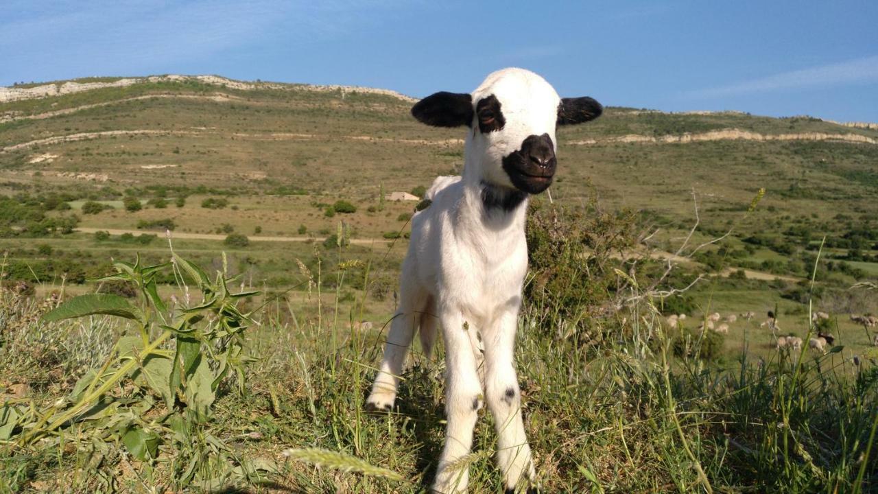 Casa Rural Chulilla Villarroya de los Pinares Dış mekan fotoğraf